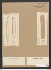 Nitzschia senegalensis Grun. (de-Toni-Nr.: Genus 47, Species 2142) Zeichnungen Sammlung Grunow Nr. 4313 (NHMW-BOT-W0372338)